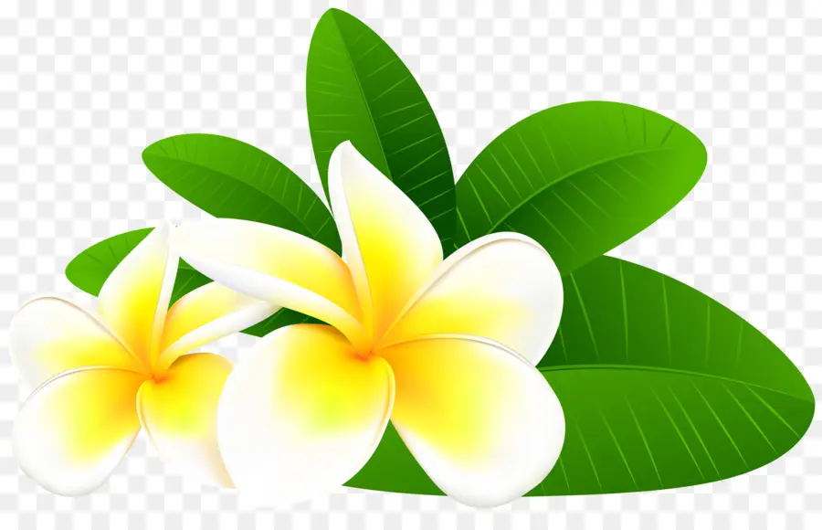 Frangipani，Flor PNG