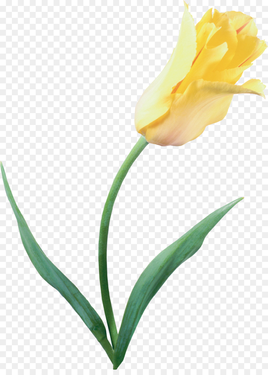 Tulipas Brancas，Florescer PNG