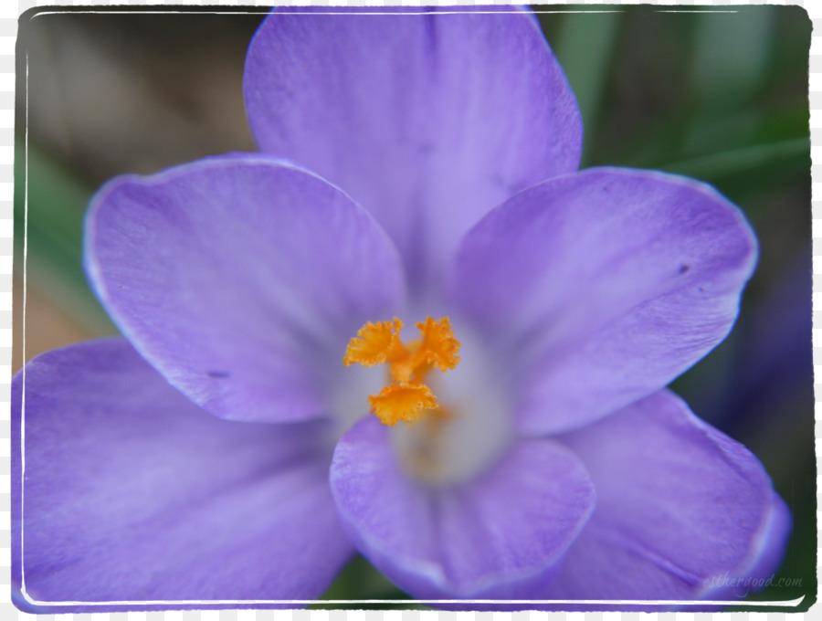 Violeta，Roxo PNG