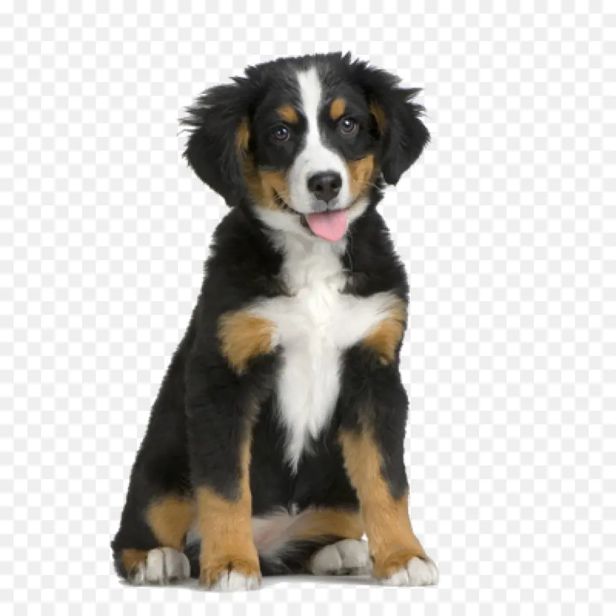 Bernese Mountain Dog，Filhote De Cachorro PNG