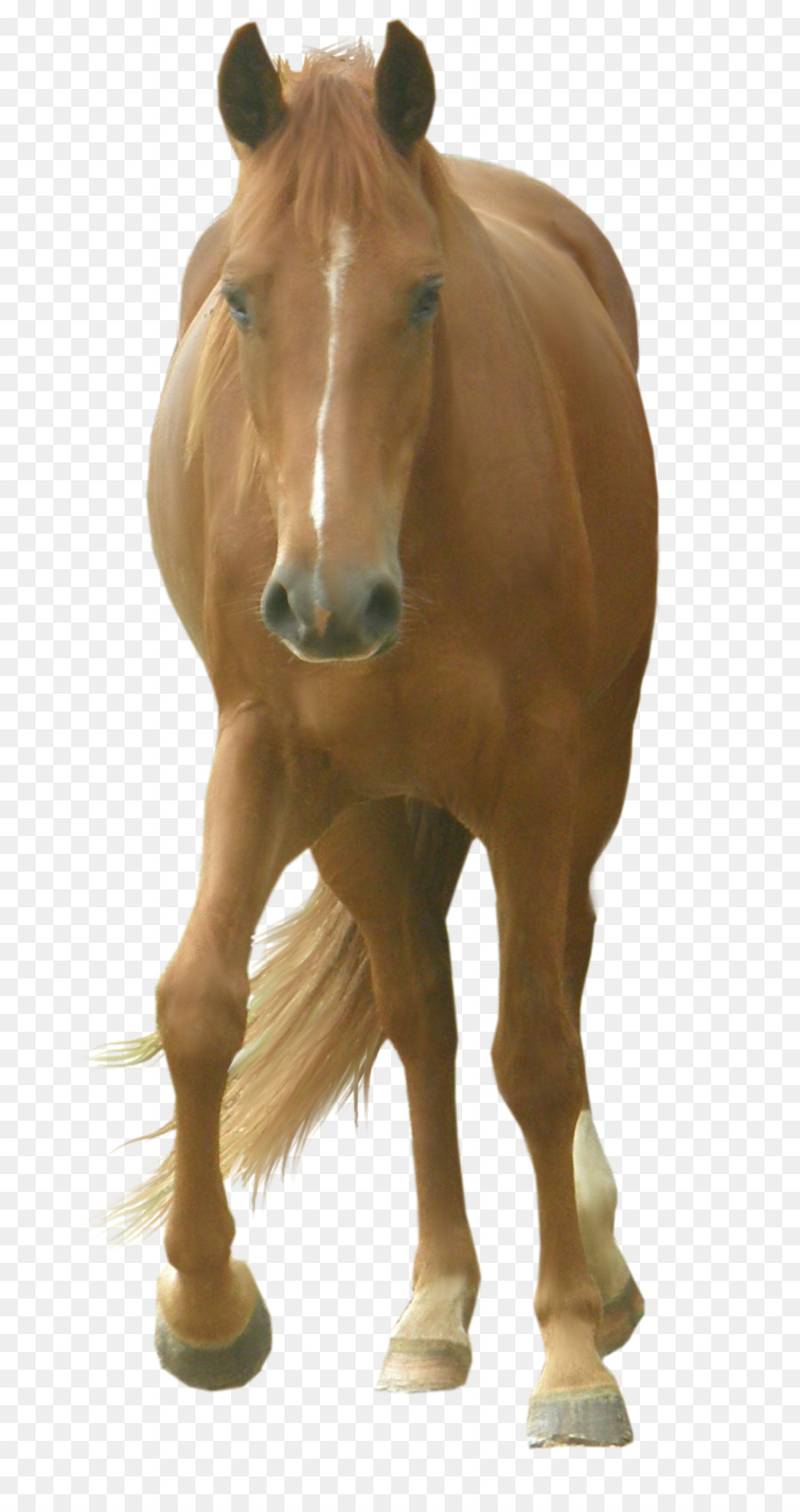 Cavalo，Photoscape PNG