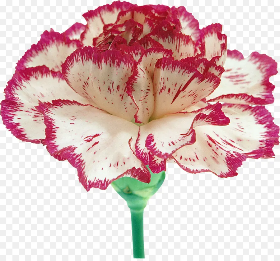 Flor，Cravo PNG