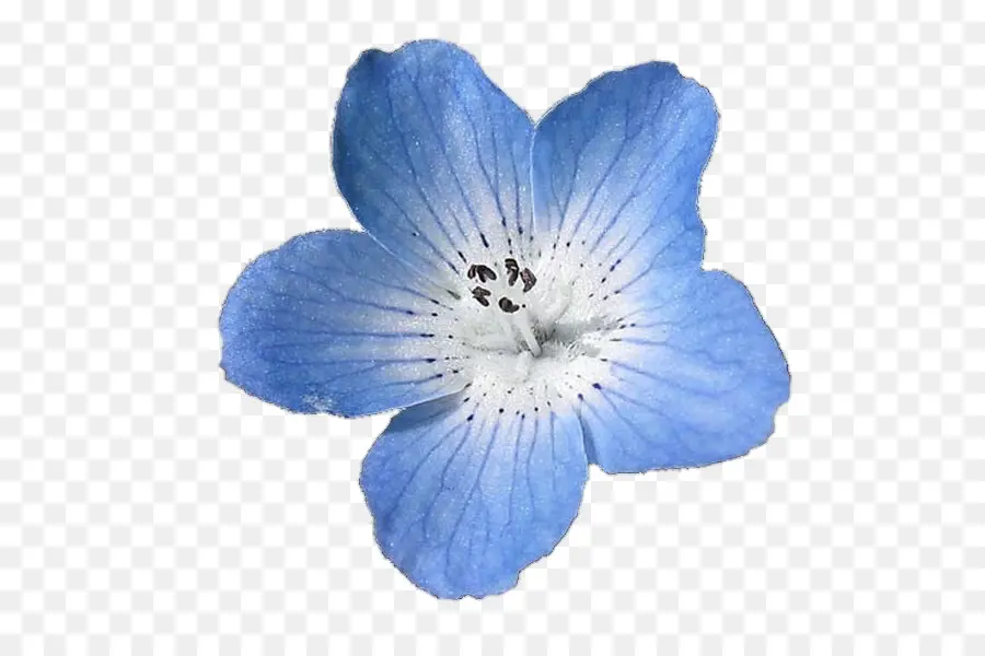 Flor Azul，Pétalas PNG