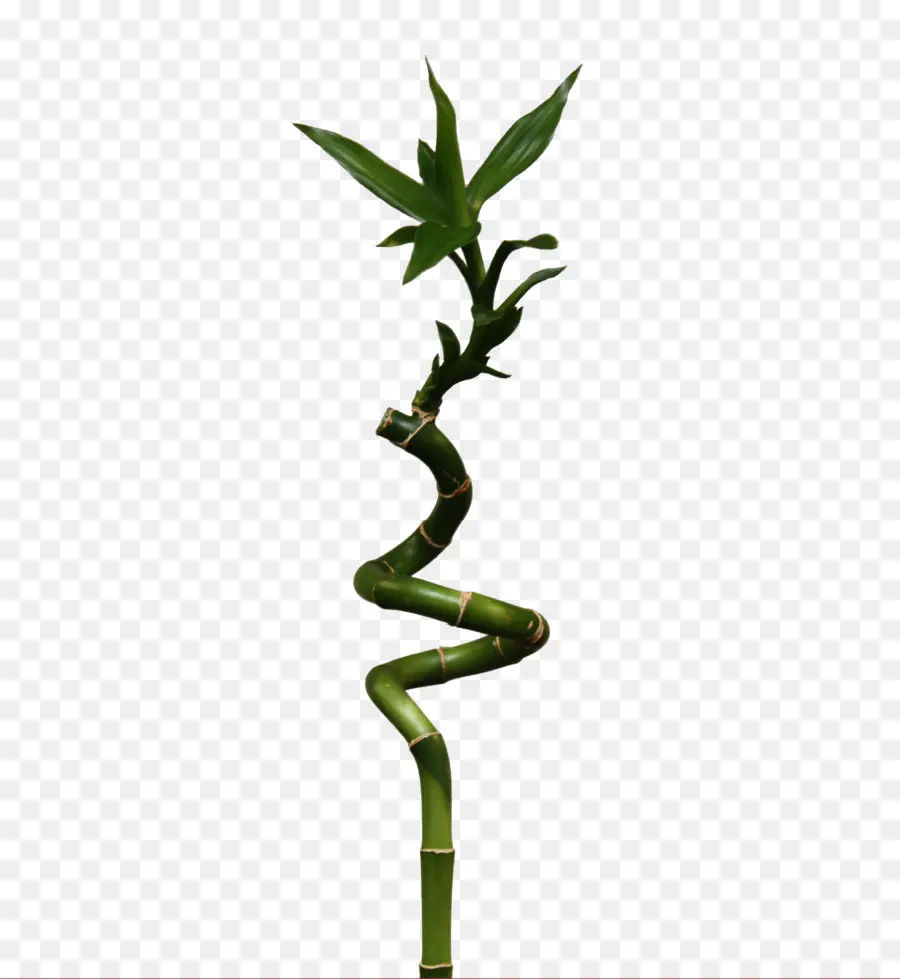 Bambu Espiral，Verde PNG