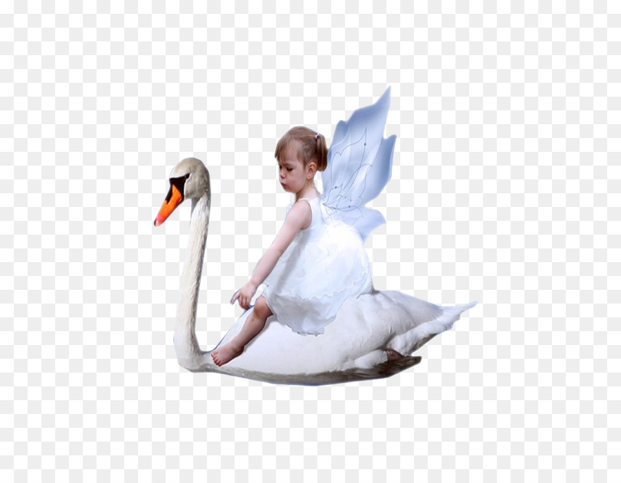 Cygnini，Pato PNG