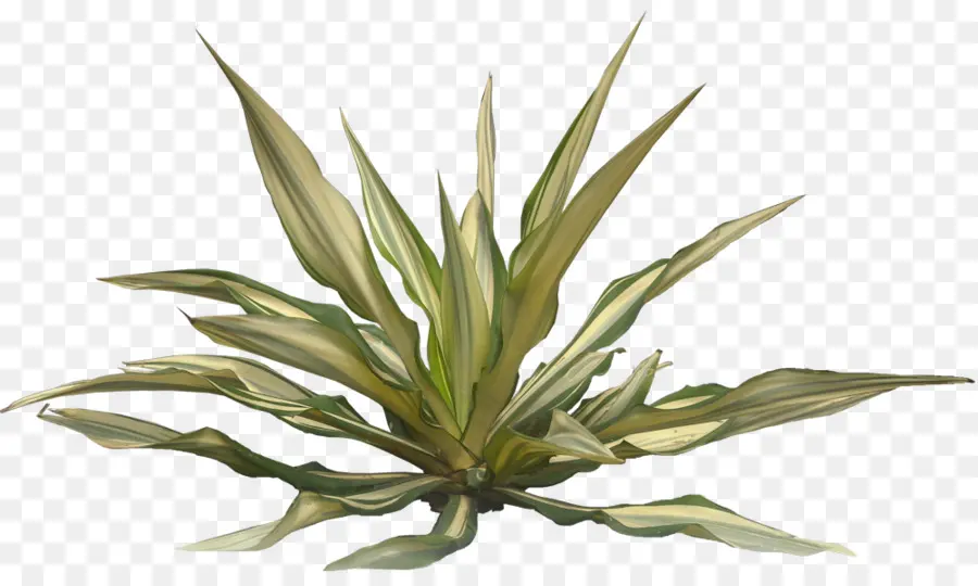 Planta，Arecaceae PNG