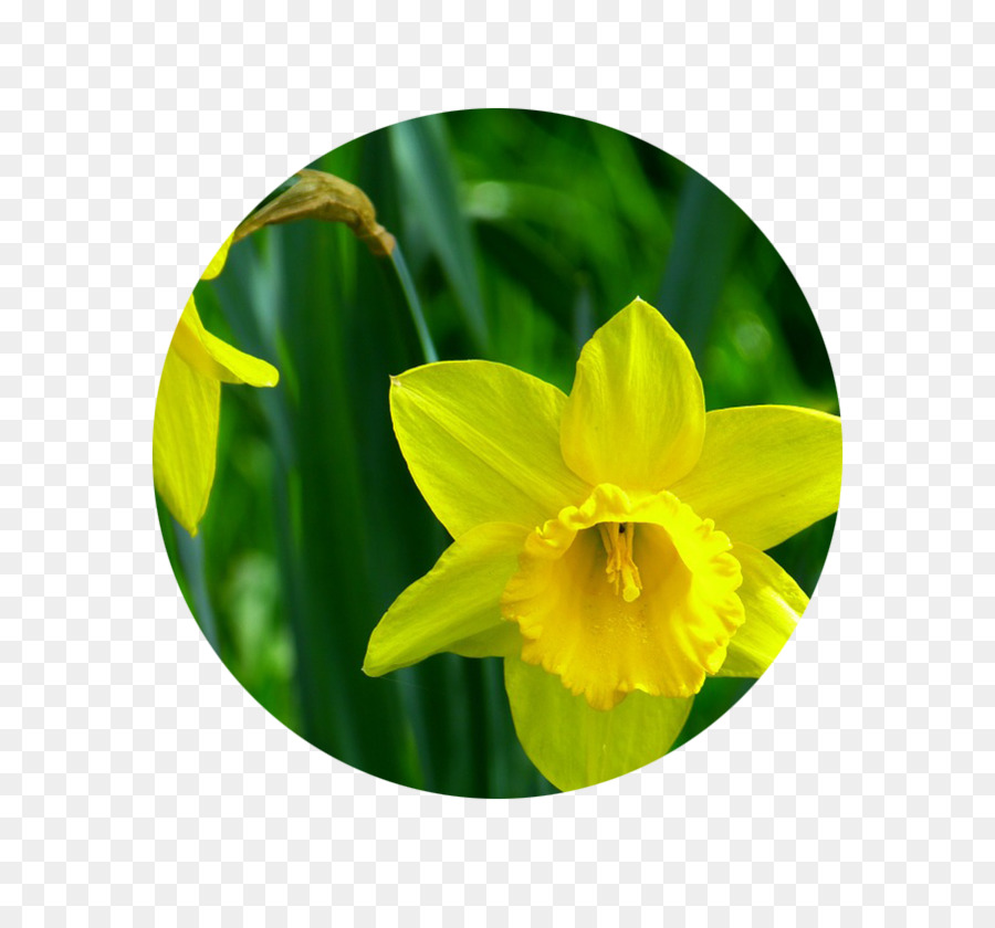 Narcissus Pseudonarcissus，Flor PNG