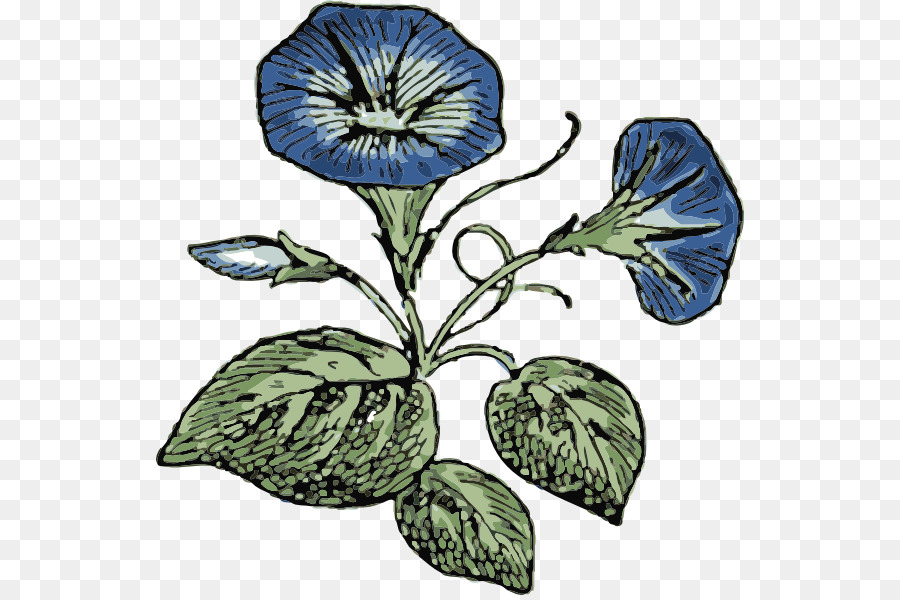 Ipomoea Indica，Glória Da Manhã PNG