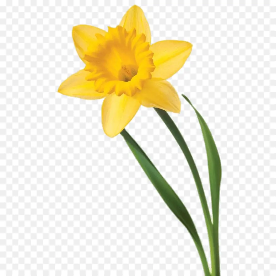 Narciso，Flor PNG