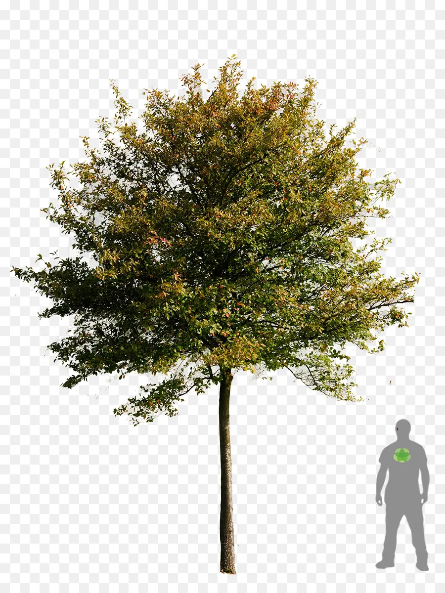 árvore，Transparência E Translucidez PNG