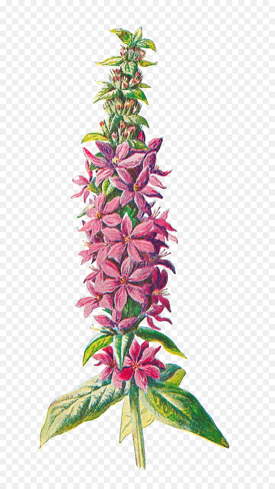 Familiar Flores Silvestres，Flor PNG