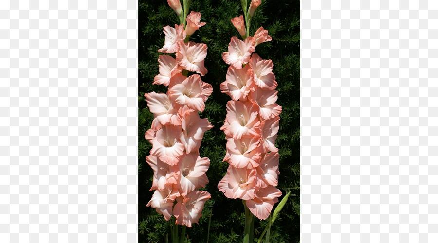 Gladiolus，Flor PNG