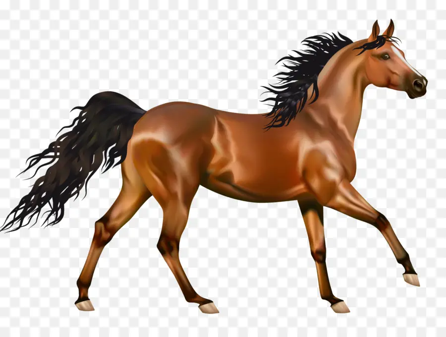 Cavalo árabe，A American Paint Horse PNG