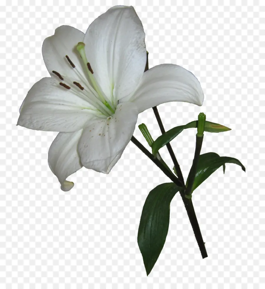 Lírio Branco，Florescer PNG