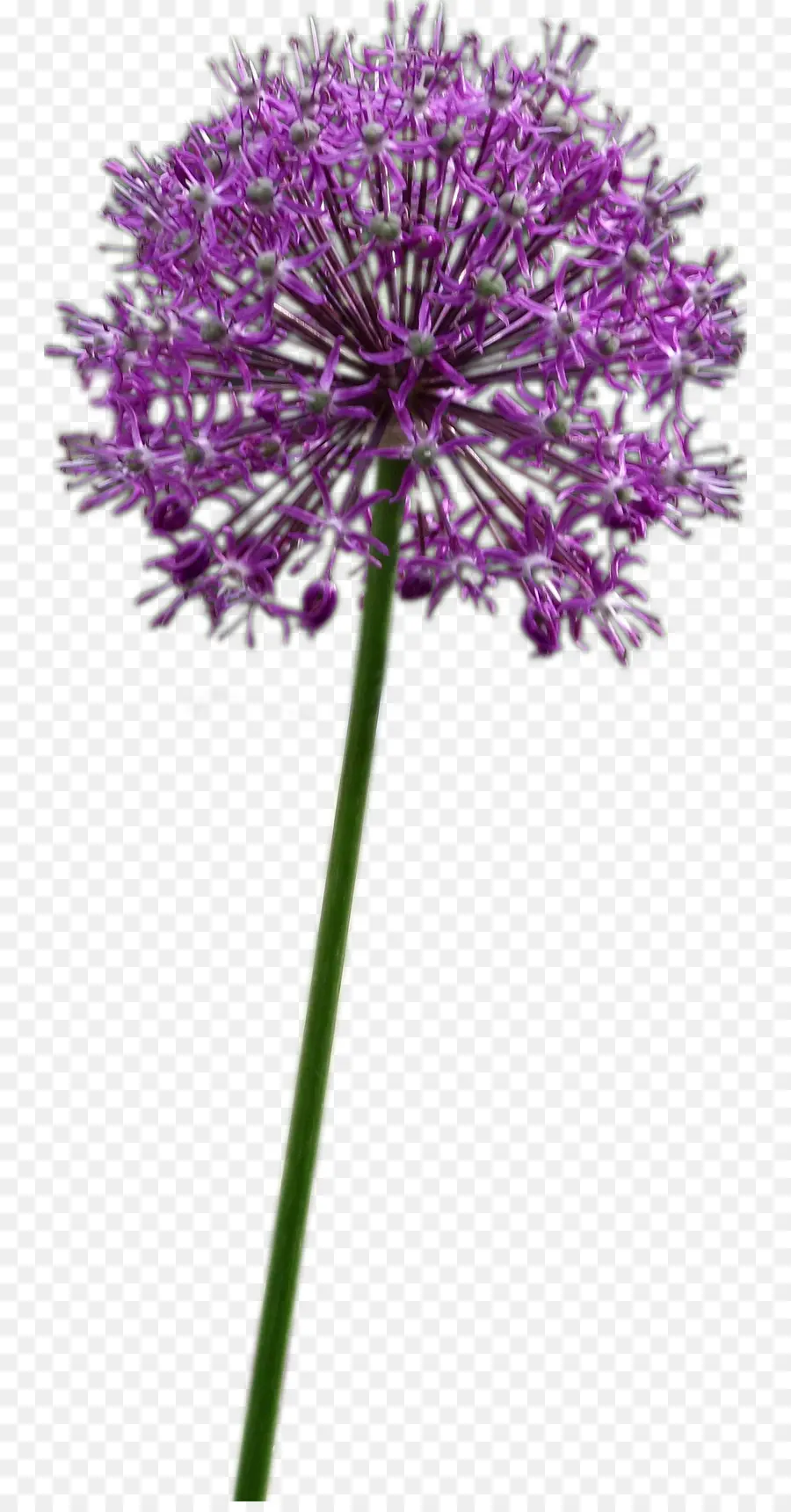 Allium Fistulosum，Flor PNG