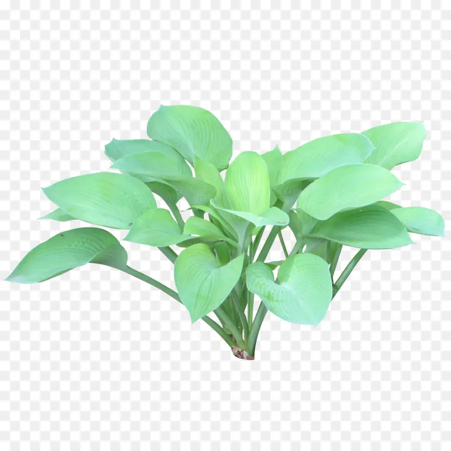 Planta，Arbusto PNG