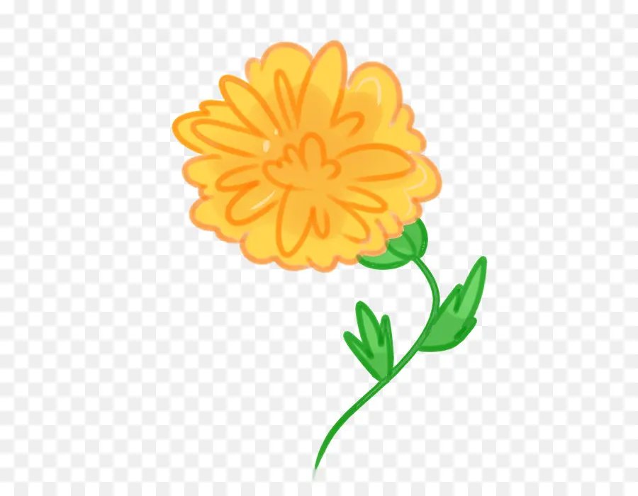 Mexicano Marigold，Calendula Officinalis PNG