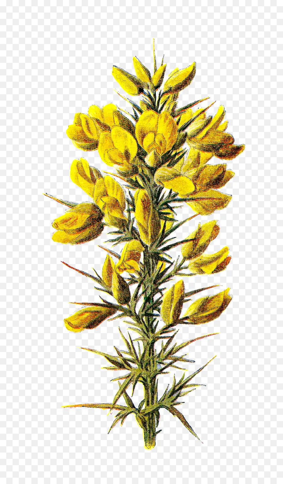 Ulex Europaeus，Familiar Flores Silvestres PNG