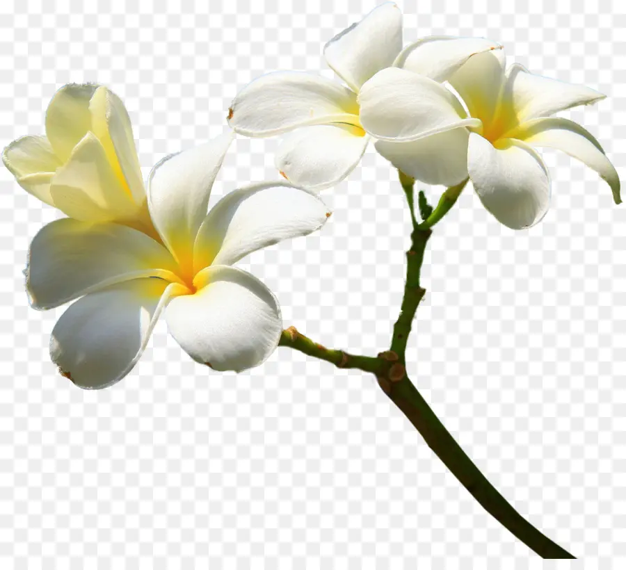 Flores Brancas E Amarelas，Natureza PNG