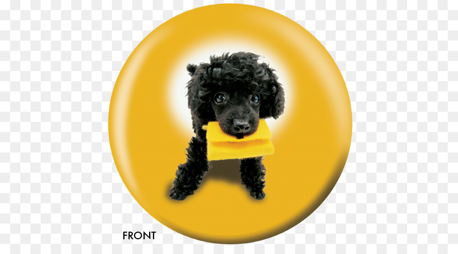 Poodle Preto Com Queijo，Poodle PNG