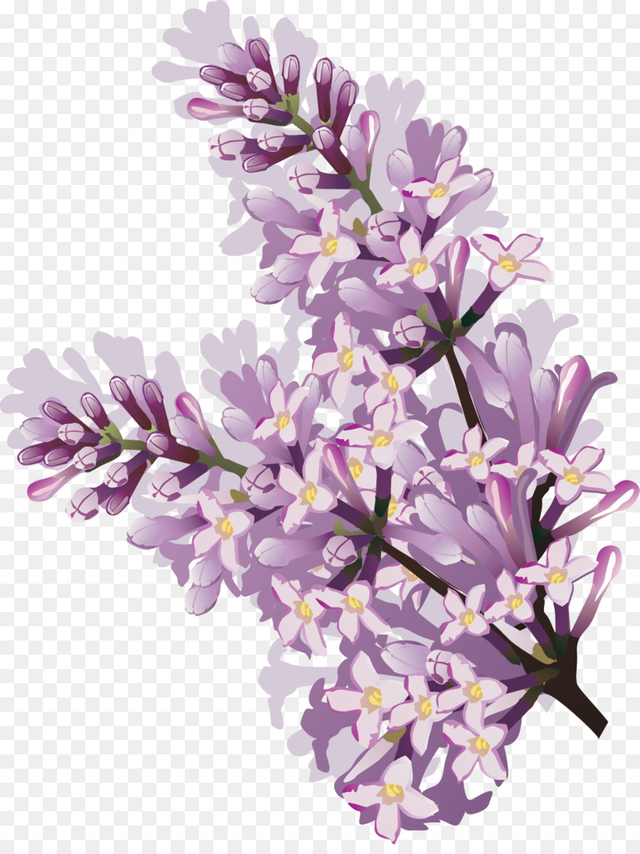 Flor，Florescer PNG