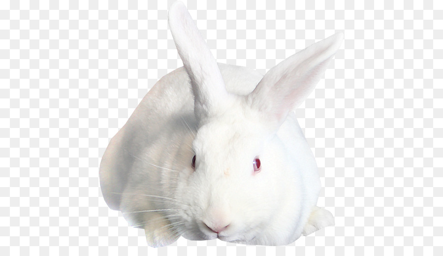 Coelhos，Branco PNG