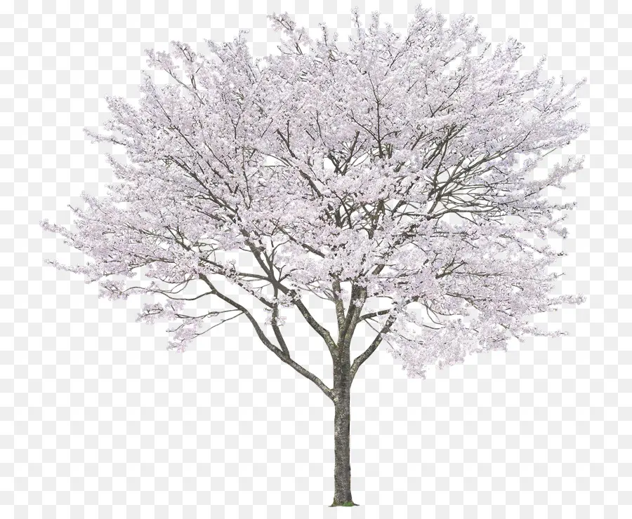 árvore，Branco Oriental De Pinheiros PNG