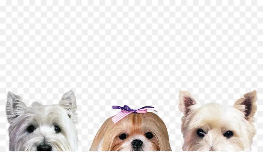 Morkie，Cairn Terrier PNG