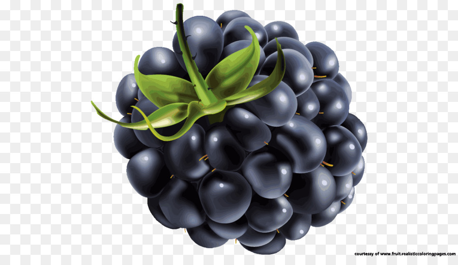 Berry，Blackberry PNG
