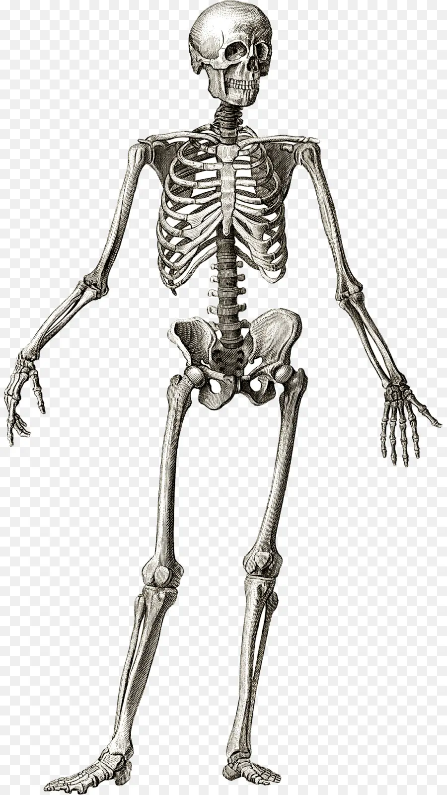 Esqueleto Humano，Anatomia PNG