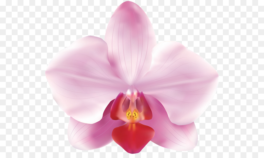 Orquídeas, Flor, ícones Do Computador png transparente grátis