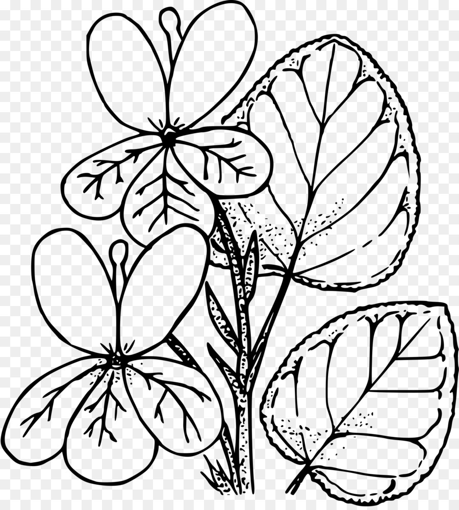 Flor，Florescer PNG