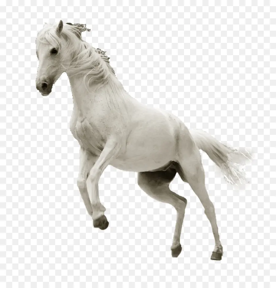 Cavalo，Equino PNG