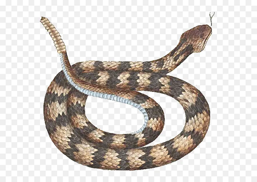 Cobra，Serpente PNG