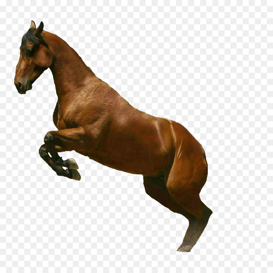 Cavalo Preto，Cavalo PNG