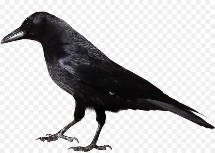 Corvo Negro，Silhueta PNG