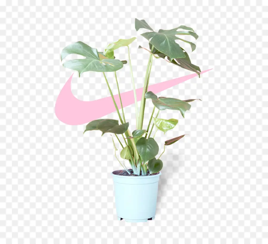 Planta Verde，Planta Em Vaso PNG