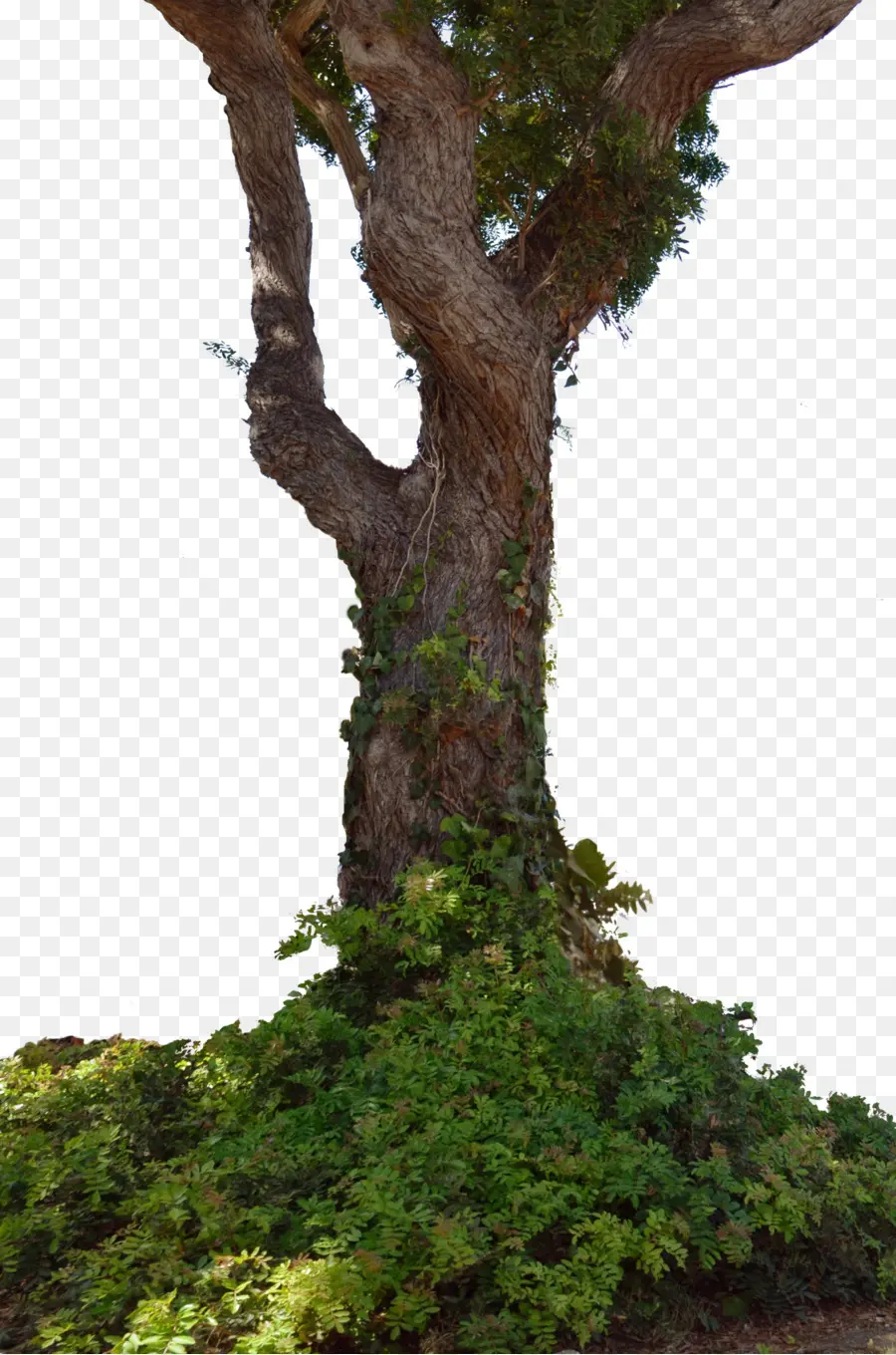 árvore，Tronco PNG