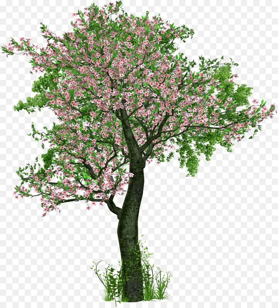 árvore，Deciduous PNG