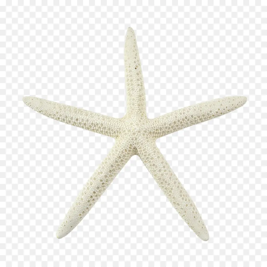 Estrela Do Mar，Branco PNG