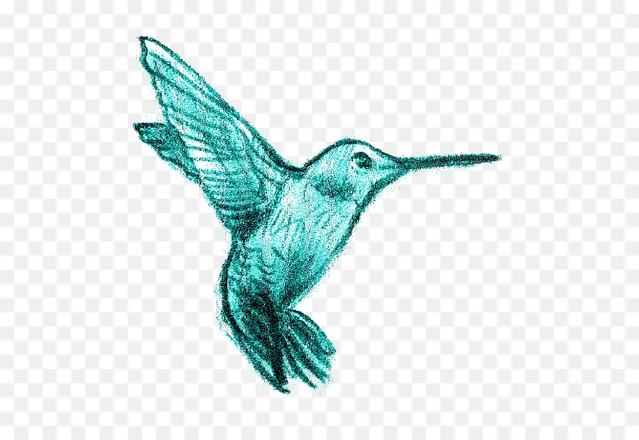 Colibri，Pássaro PNG