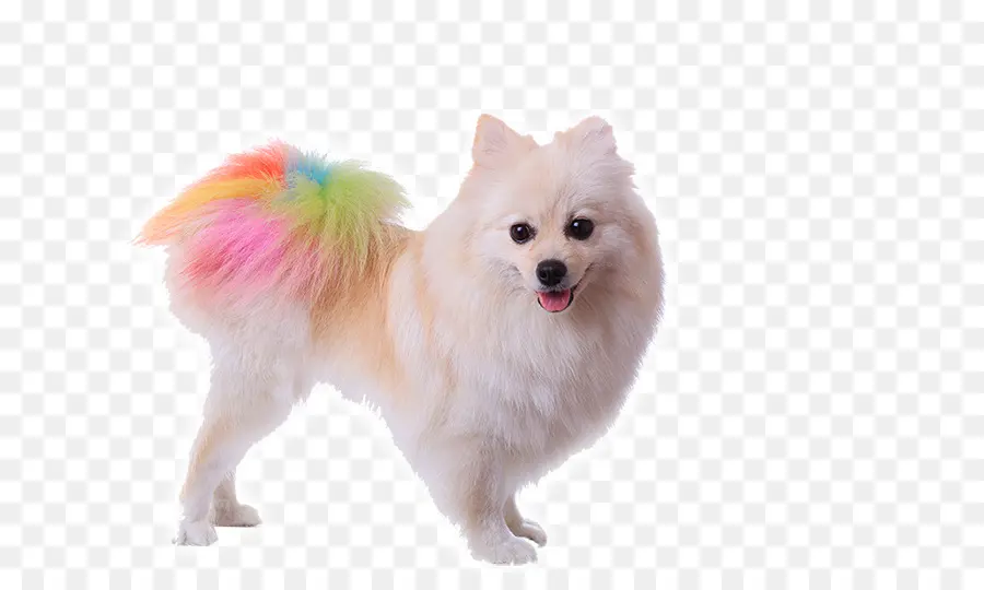 Pomeranian，Poodle PNG