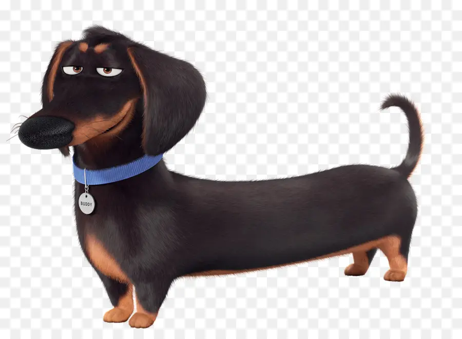 Dachshund，Iluminação De Entretenimento PNG