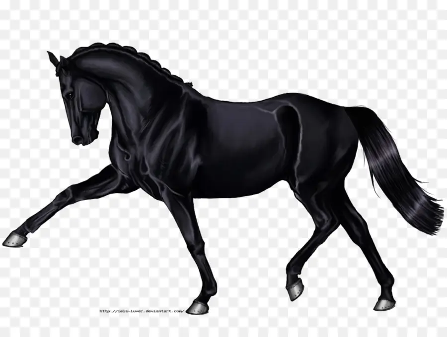 Hanoverian Cavalo，Cavalo árabe PNG