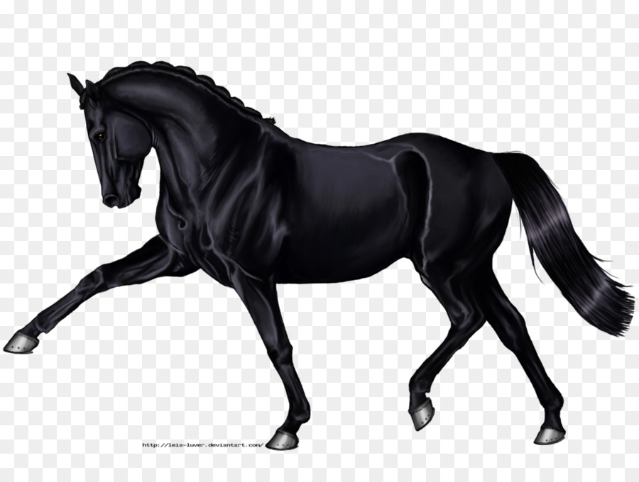 Cavalo fundo png & imagem png - Andaluz cavalo DeviantArt de