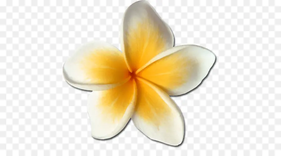 Frangipani，Flor PNG