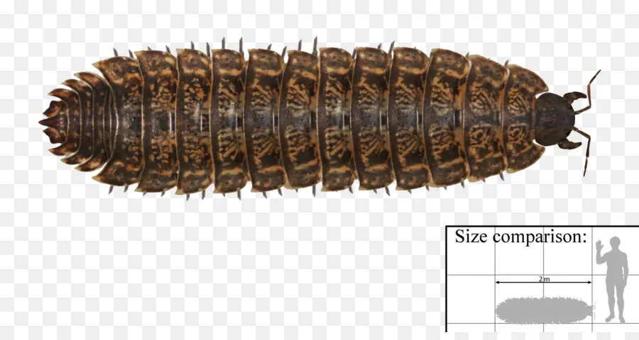 Arthropleura，Archelon PNG