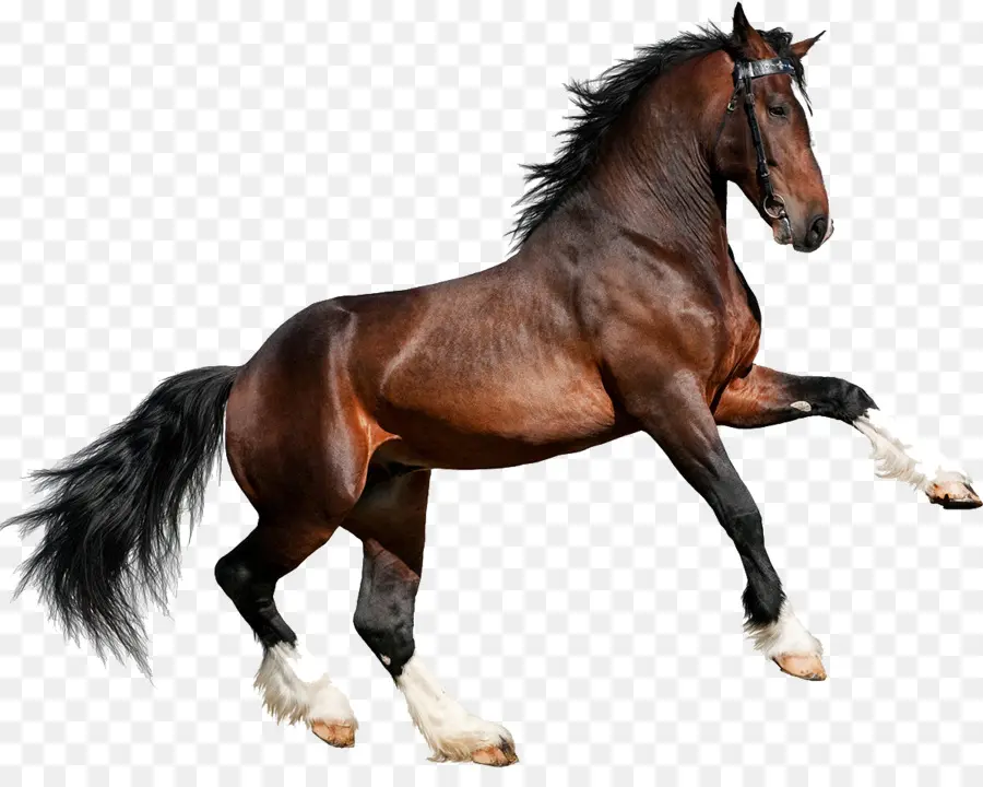 Cavalo Clydesdale，Galope PNG