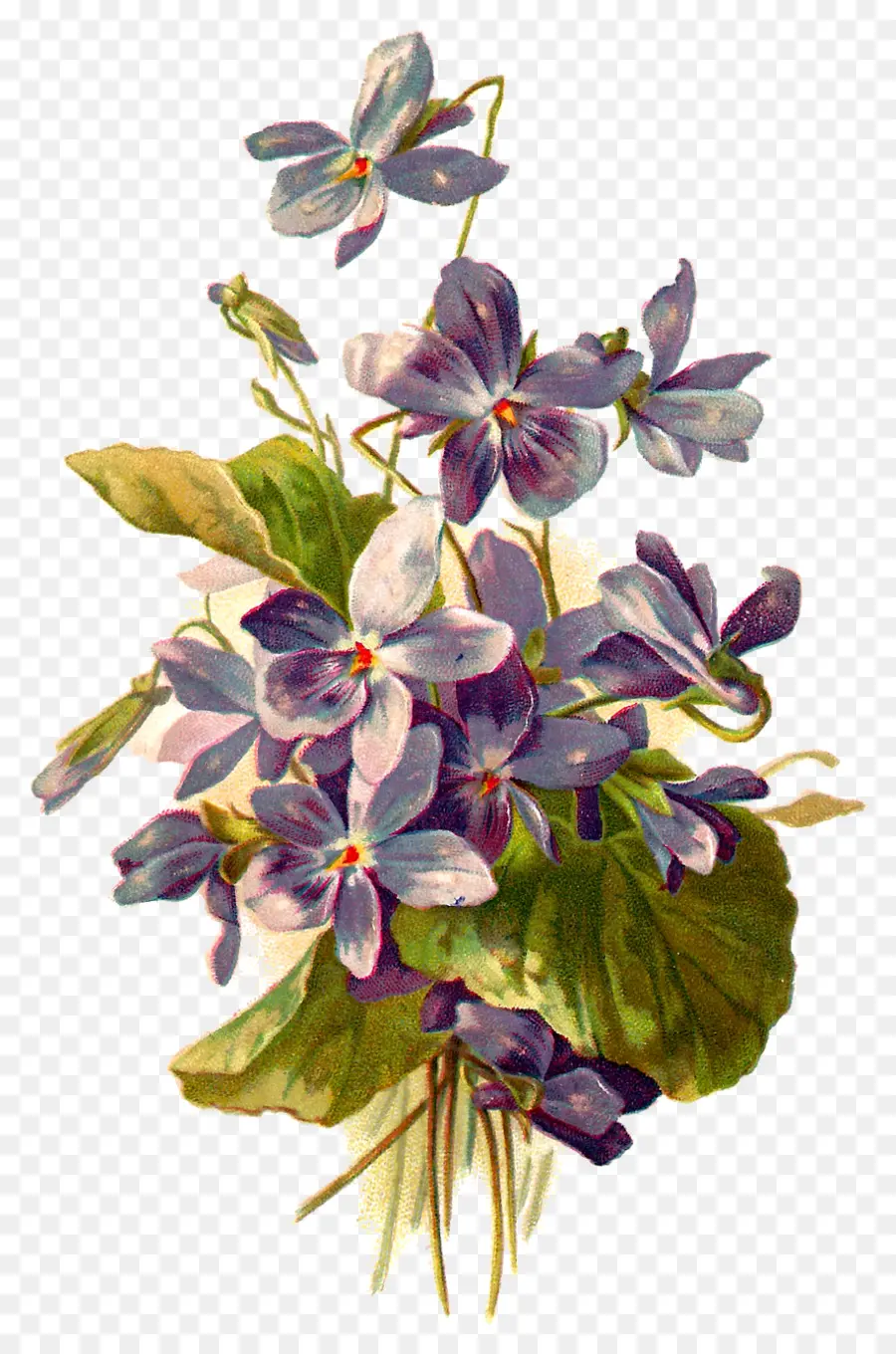 Flor，Botânico Ilustração PNG