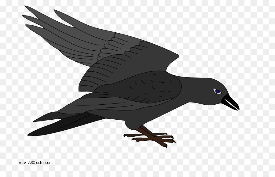 Aves，Desenho PNG